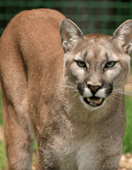 Puma profile photo